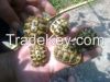 live baby turtles