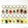 Wholesale real insect jewelry Insects keychain