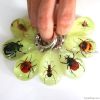 Wholesale real insect jewelry Insects keychain
