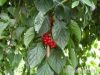 Schisandra Chinensis P...