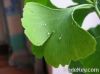 Gingko Biloba P.E., Gi...