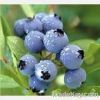 Bilberry P.E., Bilberr...