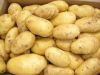 Potato