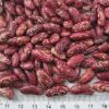 New crop Red or Purple Speckled kidney beans