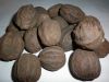 Bismarkia Nobilis silv...