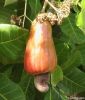 Raw Cashew Nuts & ...