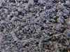 bio-organic fertilizer