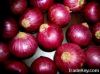 fresh onion