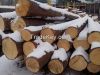 Pine logs from Ukraine