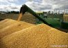 corn for animal feed