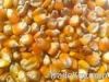 Maize | Maize Exporter...