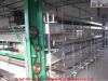 Broiler poultry farm equipment