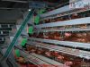 Chicken layer battery cage
