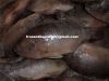 Black Tilapia Whole Round