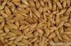 Barley Grain