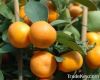 mandarin oranges