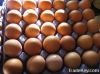 Grade A fresh Holland eggs