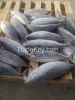 WE SELLING SEA FROZEN FISH, ANY SORT