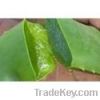 aloevera leaves