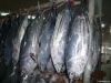 skipjack tuna