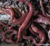 Californian red earthworm