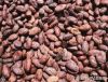 COCOA BEANS