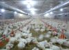 poultry farming equipment