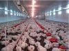 automatic chicken breeding feeders