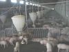 automatic pig feeding tube