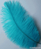 Real Ostrich Feather