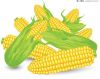 Yellow Corn / Maize / ...