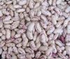 White, red speckled sugar beans kidney beans 