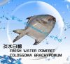 Fresh Water Pomfret