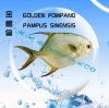 Golden Pomfret