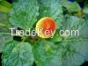 Acmella oleracea Extract Spilanthol