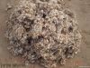 Cotton Waste | Textile Wastes