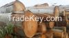 Eucalyptus Logs