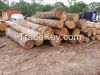 Oak Logs