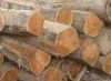 Teak Logs