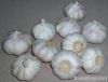 noramal white garlic