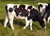 Highly Pregnant Dutch ...