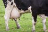 Highly Pregnant Dutch ...