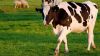 Highly Pregnant Dutch ...