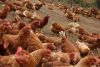 Best Quality Broilers ...
