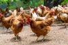 Best Quality Broilers ...