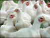 Best Quality Broilers ...
