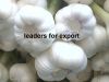 fresh garlic