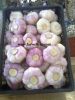 Fresh Egyptian Garlic(...