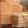 Coir Fibre