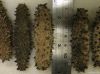 Dried Sea Cucumber